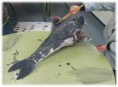 /album/pintamos-delfines/pintar-4-jpg/